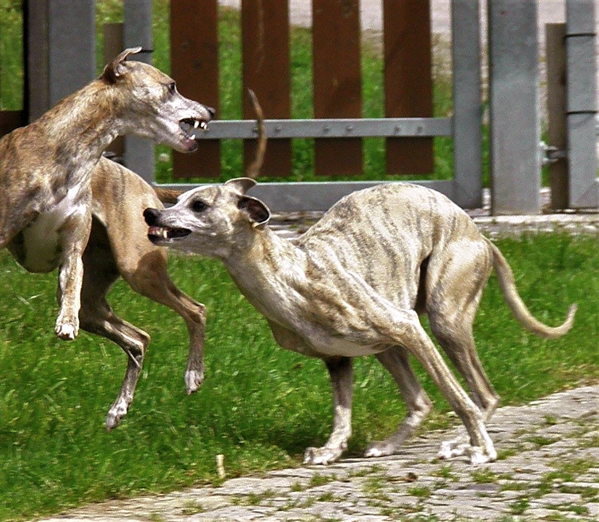 Jetzt wird man den Beinamen "Die Schwestern Fürchterlich" verstehen