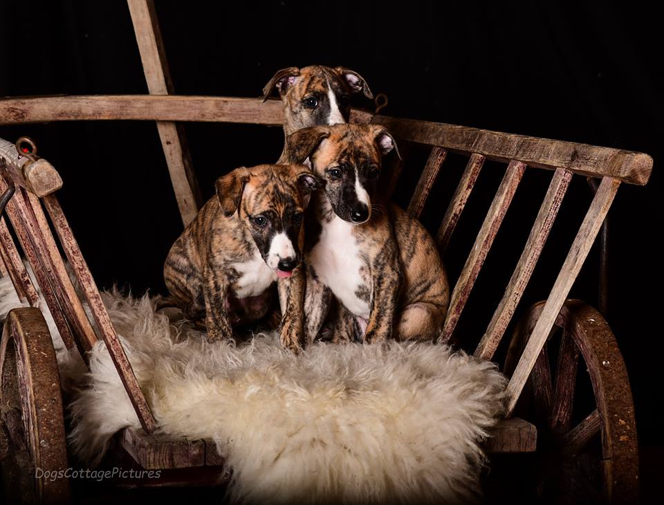 Die C-Jungs bei ihrem ersten Profiishooting mit 6,5 Wochen
DogsCottagePictures Gaby Brockers