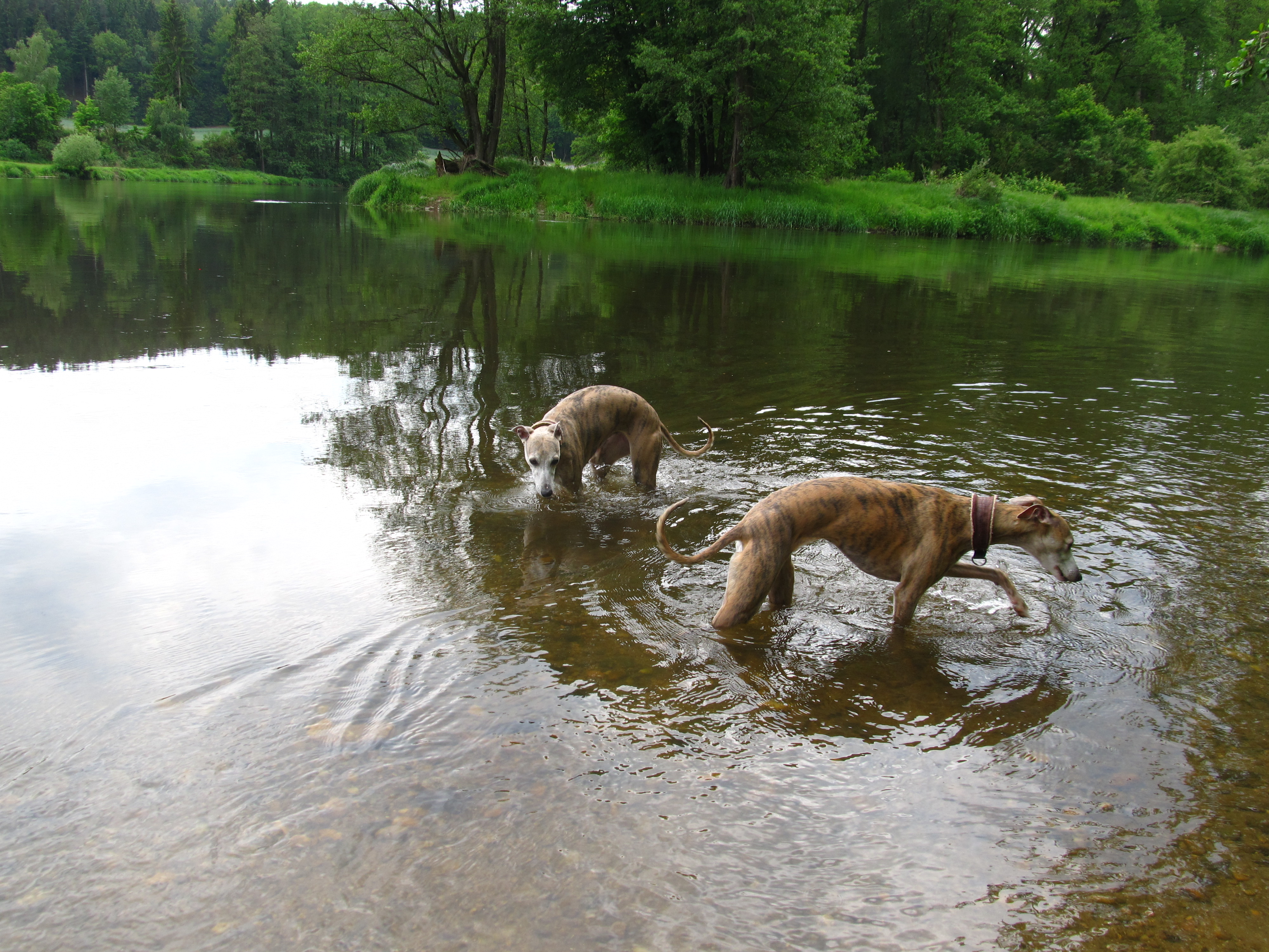 Im Fluss Regen