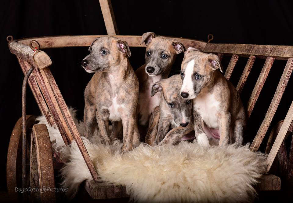 Die C-Mädels bei ihrem ersten Profishooting mit 6,5 Wochen bei DogsCottagePictures Gaby Brockers