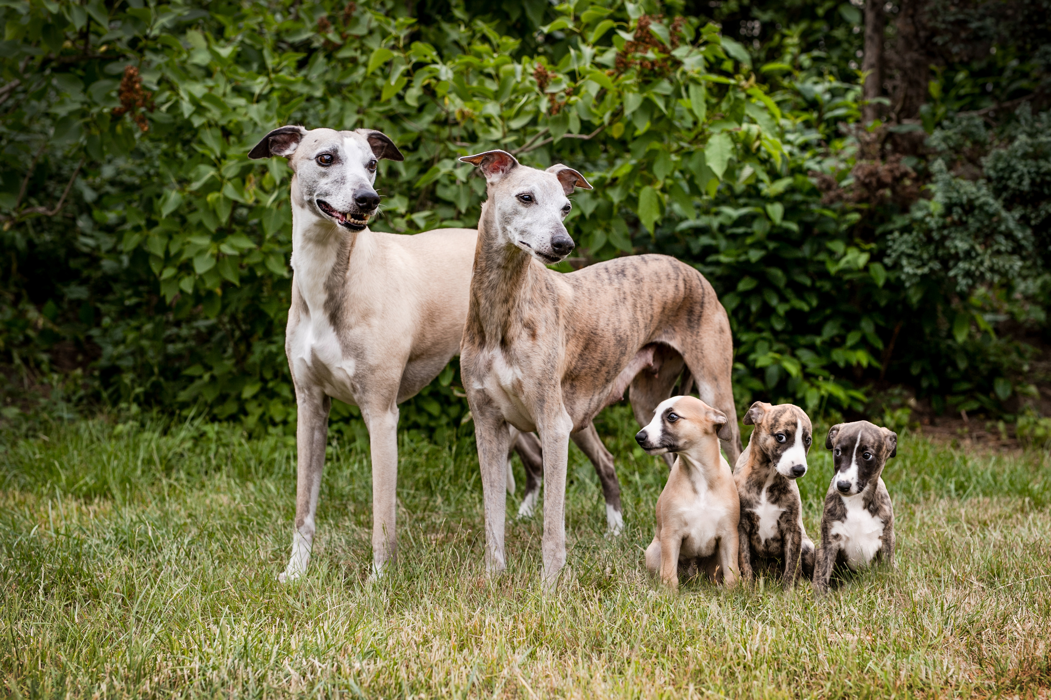 Backs, Calli und die Welpen Verla, Rilka und Mara